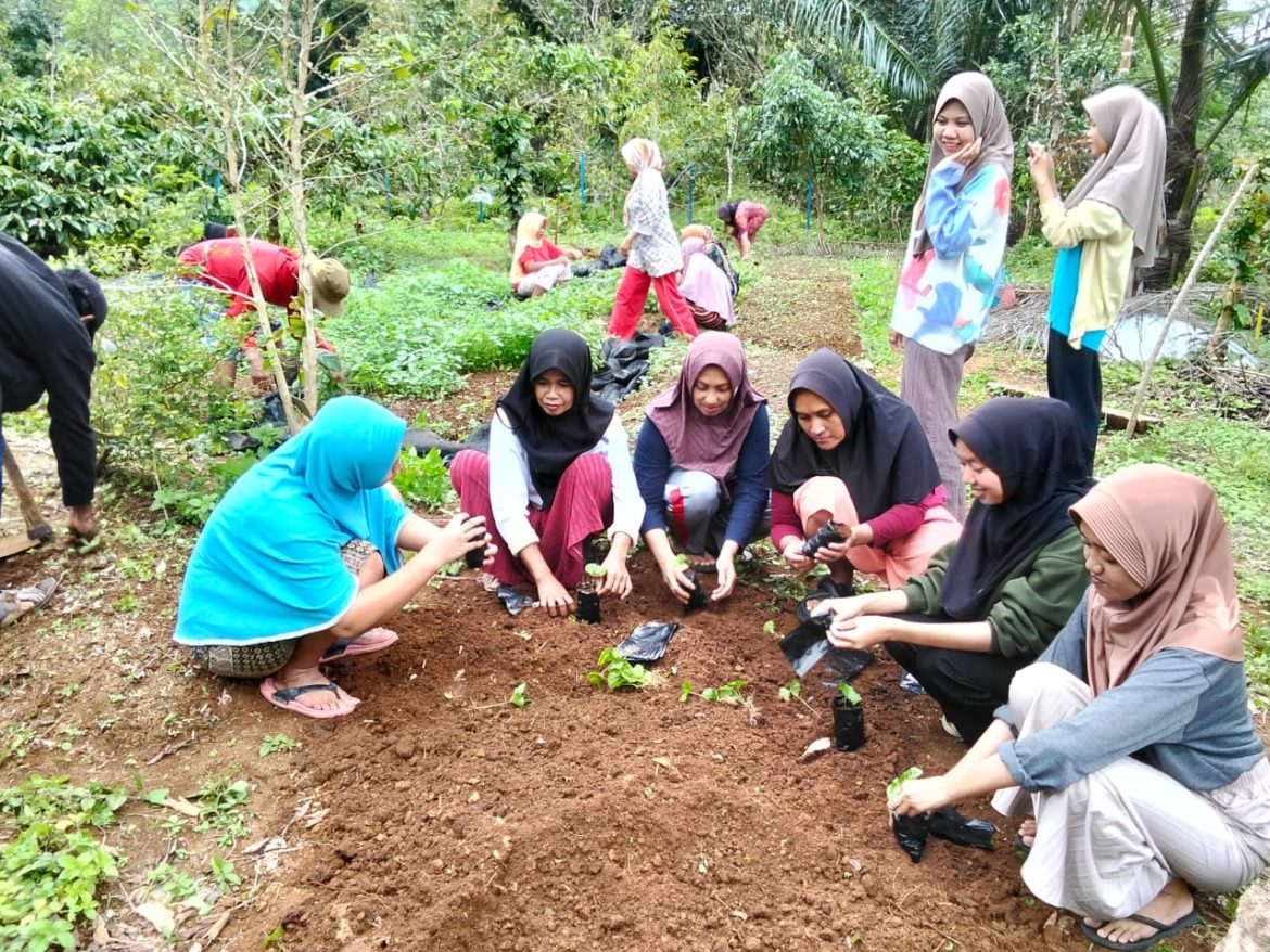 Mahasiswa KKN UIN Alauddin Makassar Angkatan 76 bersama Masyarakat Desa Bentenge Berhasil Menanam sebanyak 300 Bibit Biji Kopi.